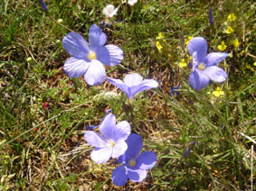 Linum sp (Espagne)